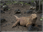 foto Flora e la fauna della Isole Galapagos